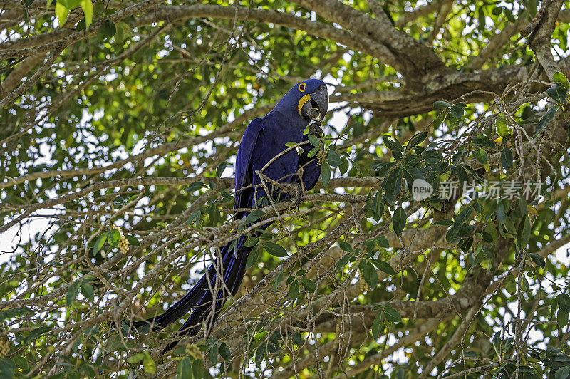 风信子金刚鹦鹉(Anodorhynchus hyacinthinus)，或风信子金刚鹦鹉，是一种原产于南美中部和东部的鹦鹉，在巴西潘塔纳尔发现